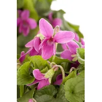 Pflanzen Für Dich Viola odorata, Duftveilchen, ca. 9x9 cm