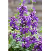 Pflanzen Für Dich Nepeta racemosa 'Superba' Katzenminze, ca. 9x9