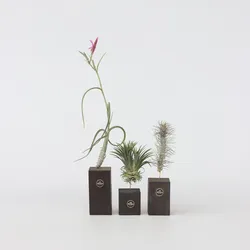 Plant in a Box - Tillandsien - 3 Stk - Tillandsia - Höhe 30-35cm
