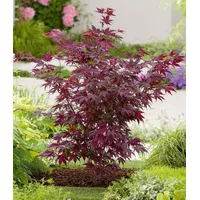 BALDUR Garten 1x Japanischer Ahorn 'Burgund', Pflanze im 12 cm-Topf,