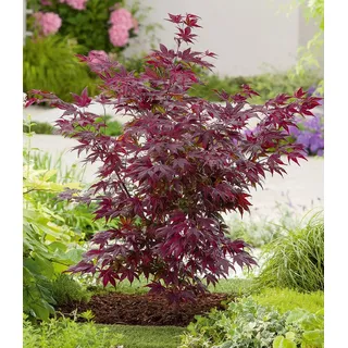 BALDUR Garten 1x Japanischer Ahorn 'Burgund', Pflanze im 12 cm-Topf, Ahornbaum, rote Blätter, winterhart, sehr pflegeleicht, Acer palmatum atropur...