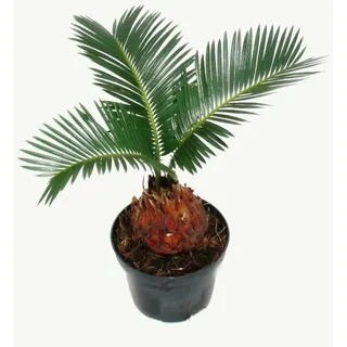 EXOTENHERZ Cycas Revoluta Japanischer Palmfarn mit Knolle 9cm Topf