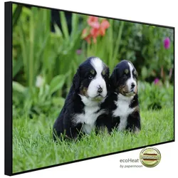papermoon Infrarotheizung »EcoHeat - Berner Sennenhunde«, Matt-Effekt - bunt