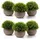 luxuskollektion Kunstpflanze Bonsai Topf Wohnung Büro Dekor Geschenk Gras Grün 6er set