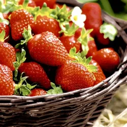 240 Duni Tissue-Servietten 33 x 33 cm Strawberries 3-lagig