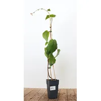 Pflanzen Für Dich Actinidia chinensis 'Male', Kiwi, 40–60 cm