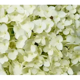 Dehner Schneeball-Hortensie Zierstrauch 40-50 cm