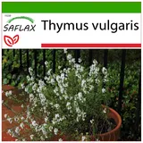 Saflax - Echter Thymian - Thymus vulgaris