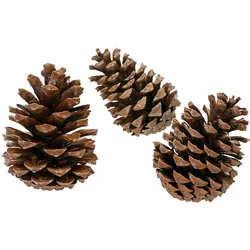 Tannenzapfen / Deko Naturzapfen 3er Set Natur / Braun