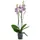 Dehner Schmetterlingsorchidee - Phalaenopsis cultivars 'Signature Speechless Elegance', Pink, Weiß