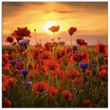 Artland Glasbild »Mohnblumen im Abendlicht«, Blumen, (1 St.), in verschiedenen Größen, rot