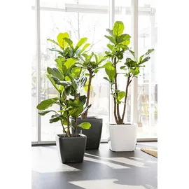 LECHUZA Quadro LS 43 Komplettset 43 x 43 x 40 cm anthrazit metallic