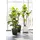 LECHUZA Quadro LS 43 Komplettset 43 x 43 x 40 cm anthrazit metallic