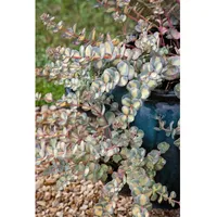 Pflanzen Für Dich Sedum sieboldii Mediovariegatum Fetthenne, ca. 9x9