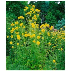 Rudbeckia laciniata 'Goldquelle', Sonnenhut, gelb, ca. 9x9 cm Topf