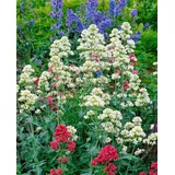 Pflanzen Für Dich Staude Centranthus ruber Albus, 1 St., Rote Spornblume, Spornblume weiß