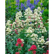 Pflanzen Für Dich Staude Centranthus ruber Albus, 1 St., Rote Spornblume, Spornblume weiß