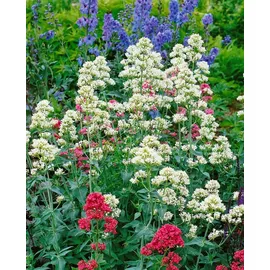 Pflanzen Für Dich Staude Centranthus ruber Albus, 1 St., Rote Spornblume, Spornblume weiß