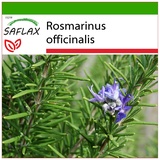 Saflax - Rosmarin - Rosmarinus officinalis