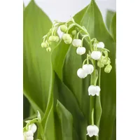 Pflanzen Für Dich Convallaria majalis, Maiglöckchen, weiß, ca. 9x9