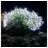 Nipach LED Lichternetz 100er 1,5x1,5 m Kaltweiß