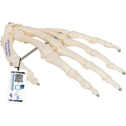 Handskelett Modell, auf Draht gezogen - 3B Smart Anatomy