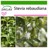 Saflax - Stevia Süßkraut - Stevia rebaudiana