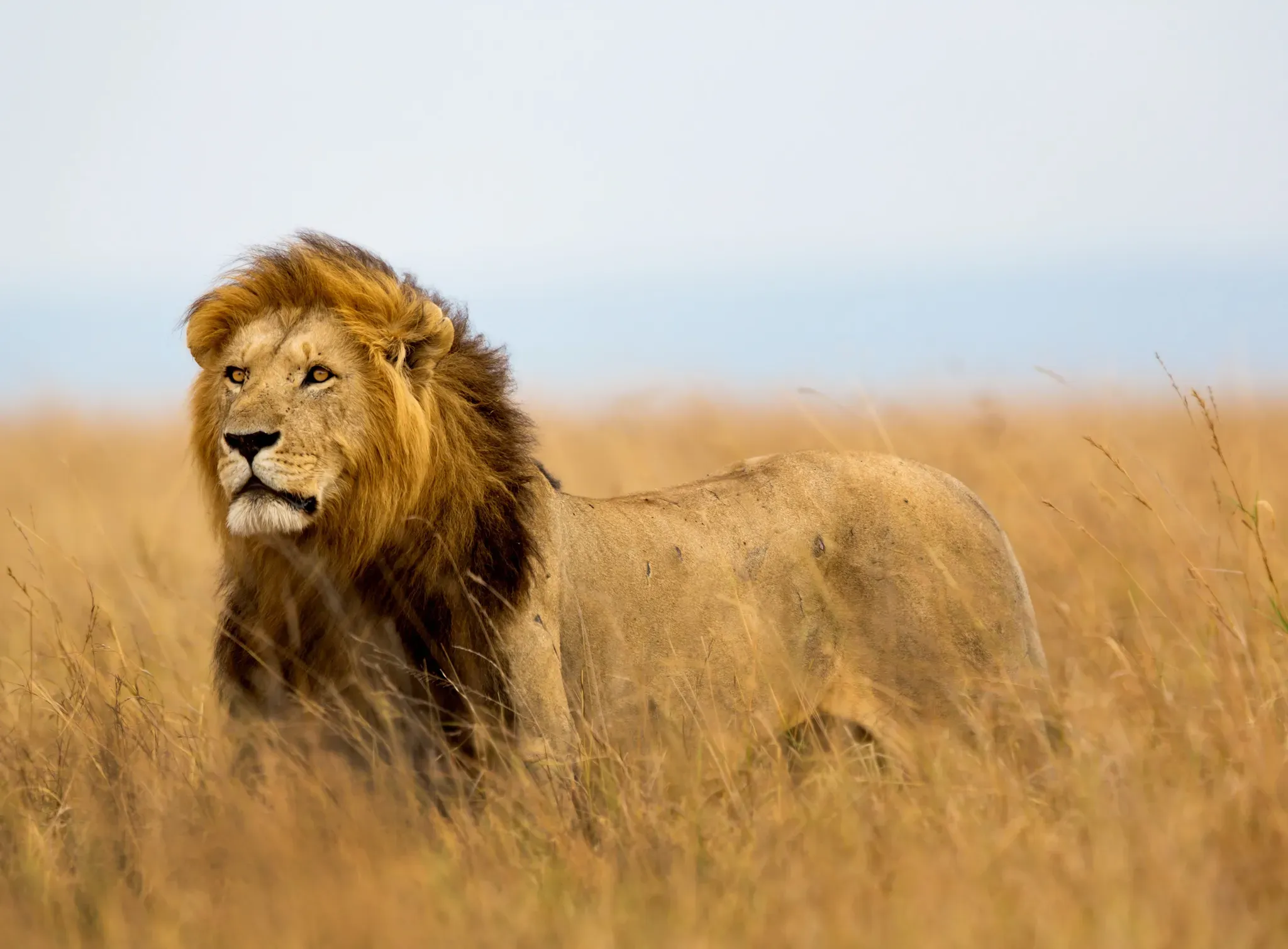 Fototapete PAPERMOON "Lion in Masai Mara Kenya", bunt (mehrfarbig), B:5m L:2,8m, Vlies, Tapeten