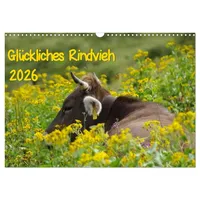 Calvendo Glückliches Rindvieh 2026 (Wandkalender 2026 DIN A3 quer),