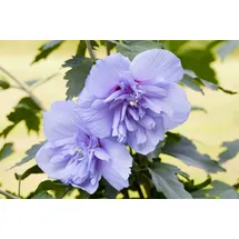 PlantaPro Hibiscus syriacus 'Blue Chiffon' 60-80 cm – Winterhart, Mehrjährig, Pflegeleicht – Gartenhibiskus – Heckenpflanze für Garten & Sichtschutz