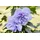 PlantaPro Hibiscus syriacus 'Blue Chiffon' 60-80 cm – Winterhart, Mehrjährig, Pflegeleicht – Gartenhibiskus – Heckenpflanze für Garten & Sichtschutz