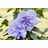 PlantaPro Hibiscus syriacus 'Blue Chiffon' 60-80 cm – Winterhart, Mehrjährig, Pflegeleicht – Gartenhibiskus – Heckenpflanze für Garten & Sichtschutz