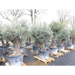 Olivenbaum 100 Jahre, 200 - 250 cm, Stamm 80-100 cm, knorrig urig Olive, winterhart
