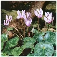 Pflanzen Für Dich Cyclamen purpurascens, Alpenveilchen, purpurrosa, ca. 9x9
