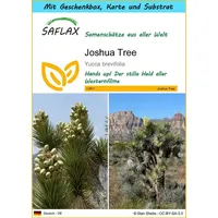SAFLAX - Geschenk Set - Joshua Tree - 10