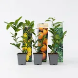 Plant in a Box - 3er Set - Zitronenbaum, Orangenbaum, Limettenbaum - Topf 9cm - Höhe 25-40cm