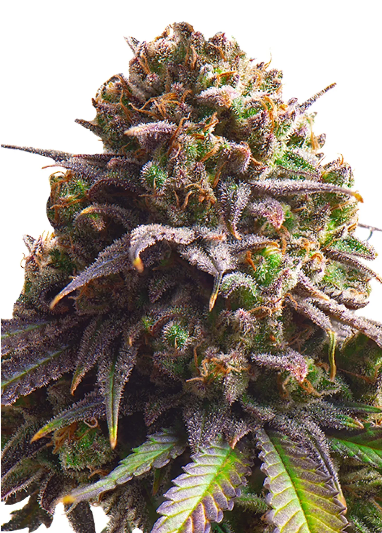 Royal Queen Seeds Biscotti 3 Samen
