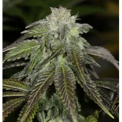 OG Kush