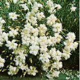 PlantaPro Dianthus deltoides 'Albus' 9x9 cm Topf – Winterhart, Mehrjährig, Pflegeleicht – Heidenelke – Bodendecker für Steingarten & Beet