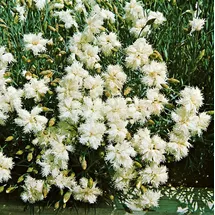 PlantaPro Dianthus deltoides 'Albus' 9x9 cm Topf – Winterhart, Mehrjährig, Pflegeleicht – Heidenelke – Bodendecker für Steingarten & Beet