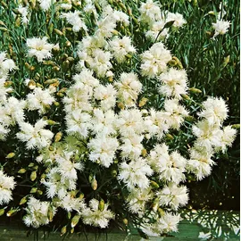PlantaPro Dianthus deltoides 'Albus' 9x9 cm Topf – Winterhart, Mehrjährig, Pflegeleicht – Heidenelke – Bodendecker für Steingarten & Beet