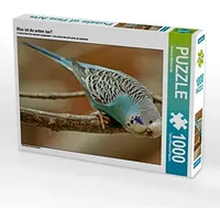Calvendo Puzzle Was ist da unten los? 1000 Teile