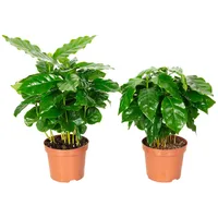 Flowerbox Value Greens 2er-Set Coffea Arabica Exotische Kaffeepflanze für