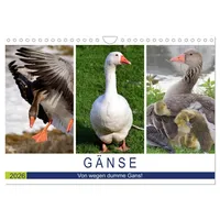 Calvendo Gänse. Von wegen dumme Gans! (Wandkalender 2026 DIN