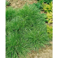 Pflanzen Für Dich Carex flava, Gelb-Segge, ca. 9x9 cm