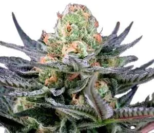 Caramba | Feminisierte Cannabissamen von Paradise Seeds | 3 Hanfsamen