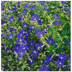 Geranium collinum 'Nimbus', Storchschnabel, blauviolett, ca. 9x9 cm Topf