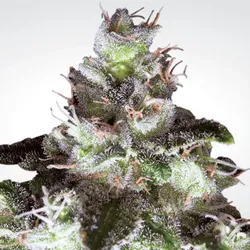 Original White Widow
