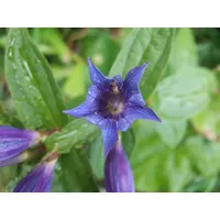 Pflanzen Für Dich Gentiana asclepiadea, Schwalbenwurz-Enzian, blau, ca. 9x9