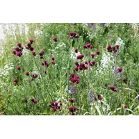 Pflanzen Für Dich Cirsium rivulare p 1
